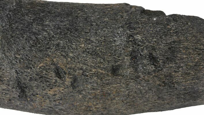 Fossil Whale Bone - Shark Tooth Marks (Megalodon?) #64300